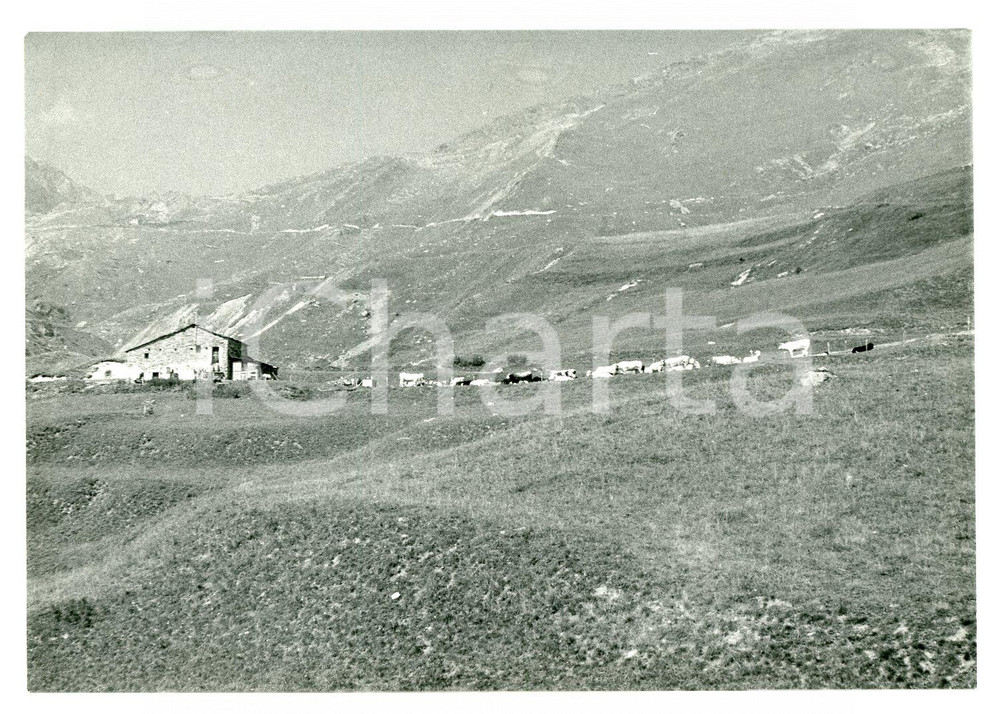 Fotografia d epoca originale 1981 CASTELMAGNO  CHIAPPI Mucche alle pendici del MONTE TIBERT Foto 17x13 cm 1