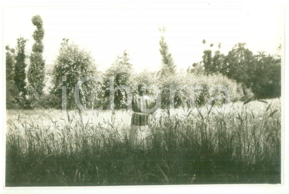 Fotografia d epoca originale 1930 CASTELLETTO D ORBA Giovane donna falcia il grano  Foto cartolina 1