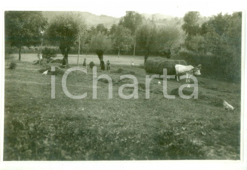 Fotografia d epoca originale 1930 CASTELLETTO D ORBA Raccolta del fieno  Foto cartolina VINTAGE 1
