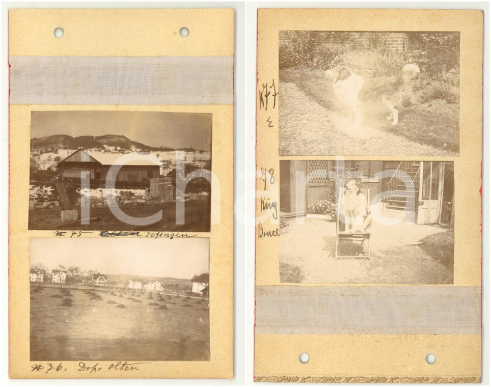 Fotografia d epoca originale 1900 SVIZZERA Vedute di ZOFINGEN e OLTEN  LONDON Cane in posa da re  4 foto 1