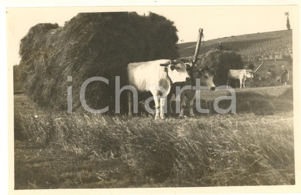 Fotografia d epoca originale 1931 NOVI LIGURE Buoi carichi di fieno durante i lavori campestri  Foto 14x9 cm 1
