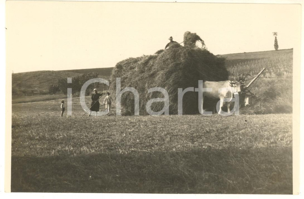 Fotografia d epoca originale 1931 NOVI LIGURE Famiglia contadina durante la fienagione  Foto 14x9 cm 1