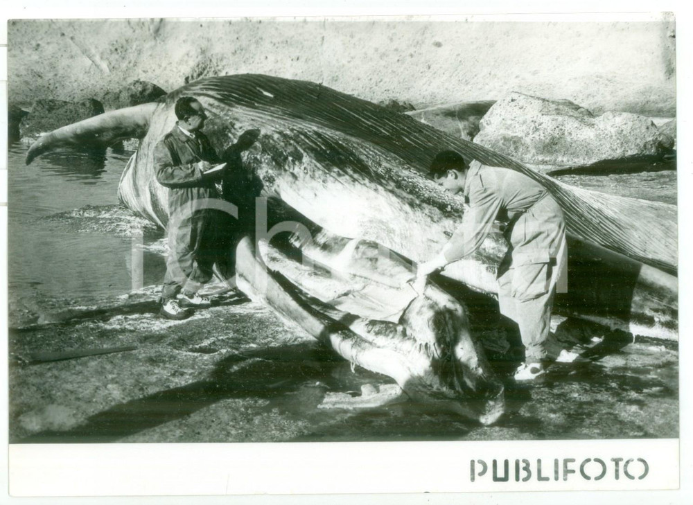 1957 ISOLA DI PONZA Biologo Pietro PARENZAN visita balenottero spiaggiato *Foto