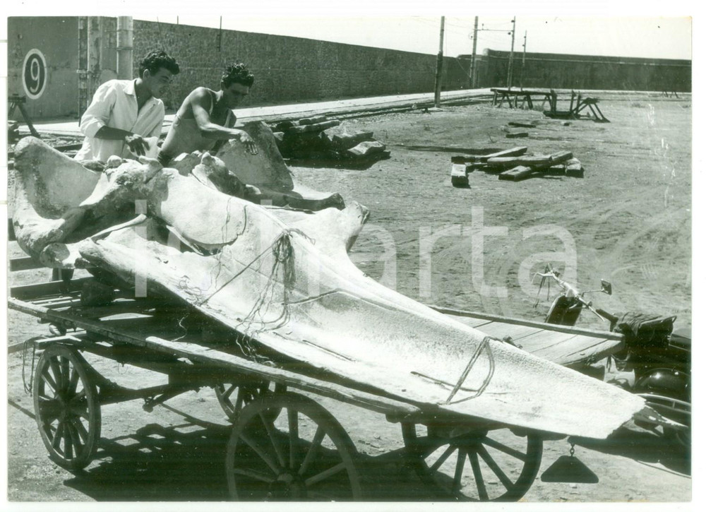 1958 CIVITAVECCHIA Reperto fossile pescato al largo di Fiumicino *FOTO 18x13 cm