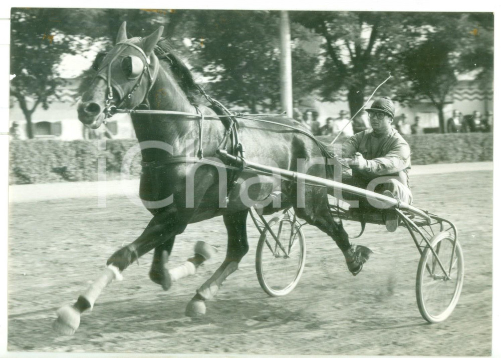 1957 BOLOGNA Ippodromo Arcoveggio - Allenamento di JAMIN per G.P. Continentale
