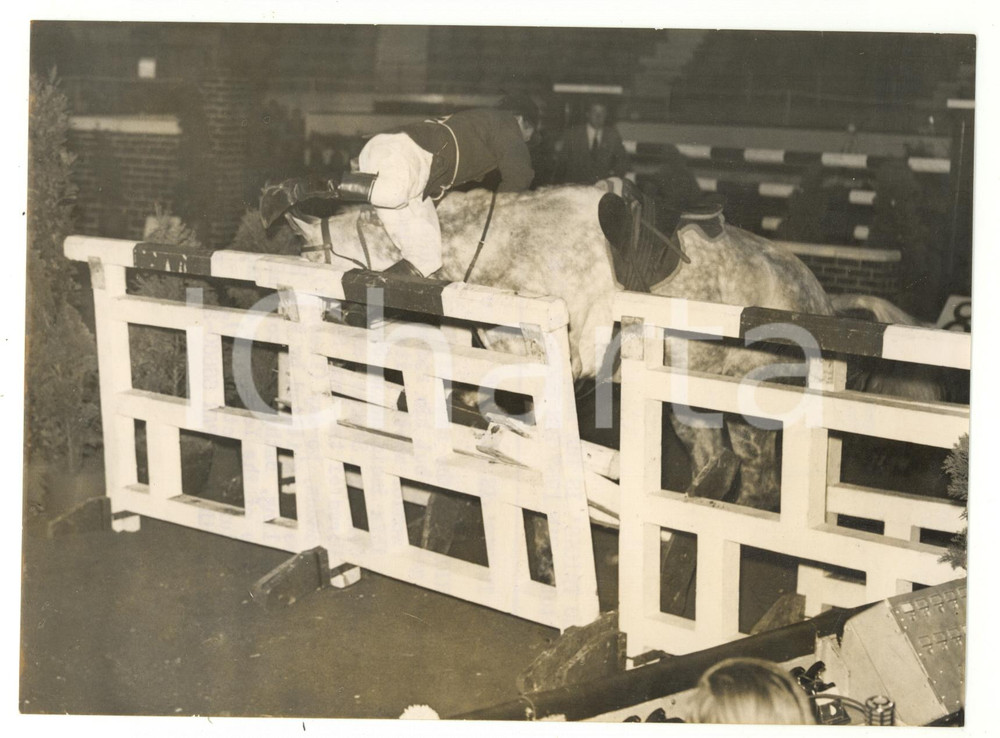 1957 LONDON Horse of the Year - NO TRICKS unhorsing D. IGGULDEN *Foto 20x15