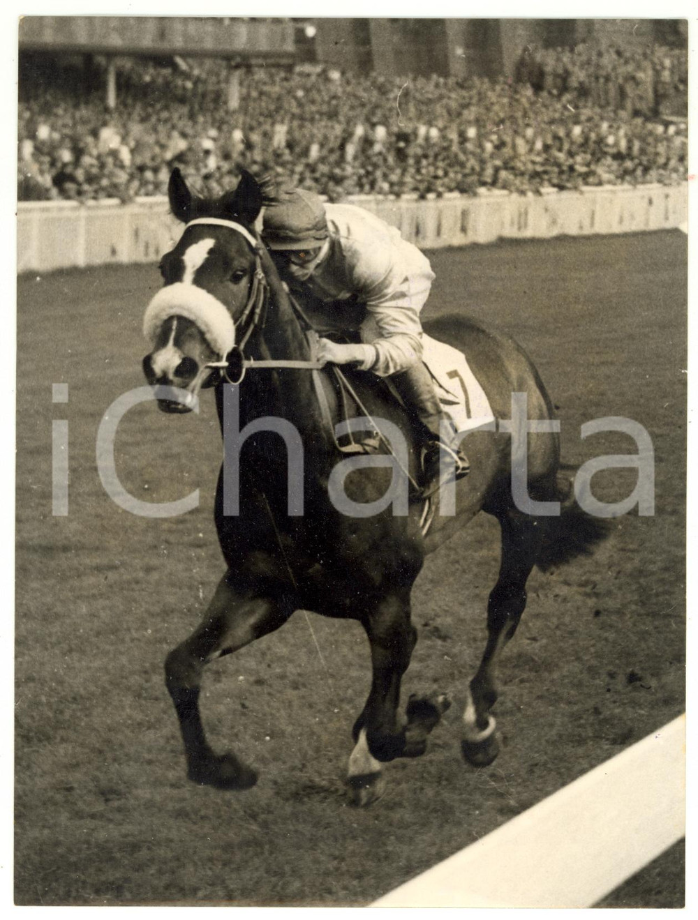 1955 EPSOM - DAEMON trained by Charlie SMIRKE for the Derby *Photo