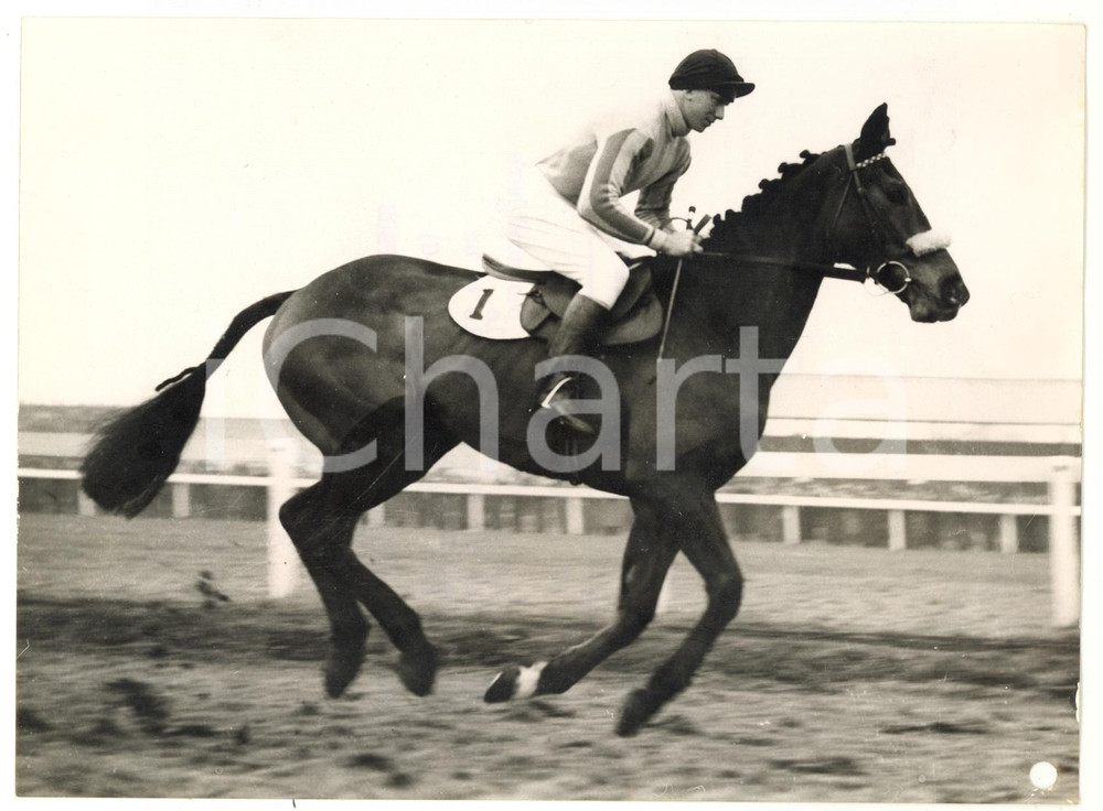 1956 CHELTENHAM - Peter FARRELL on INGOE entering for the Champion Hurdle *Photo