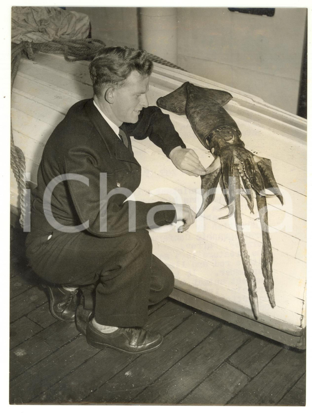 1954 RRS DISCOVERY II Edgar FRENCH with a squid caught in the Azores *Photo