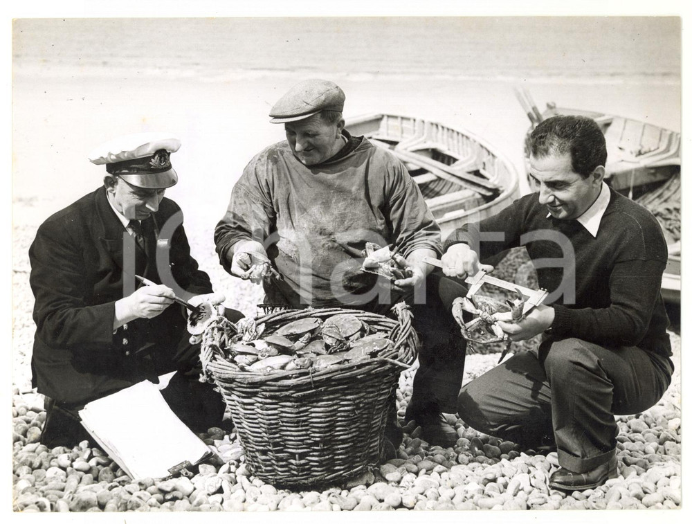 1958 NORFOLK Marine scientist M. N. MISTAKIDIS measuring and marking crabs 