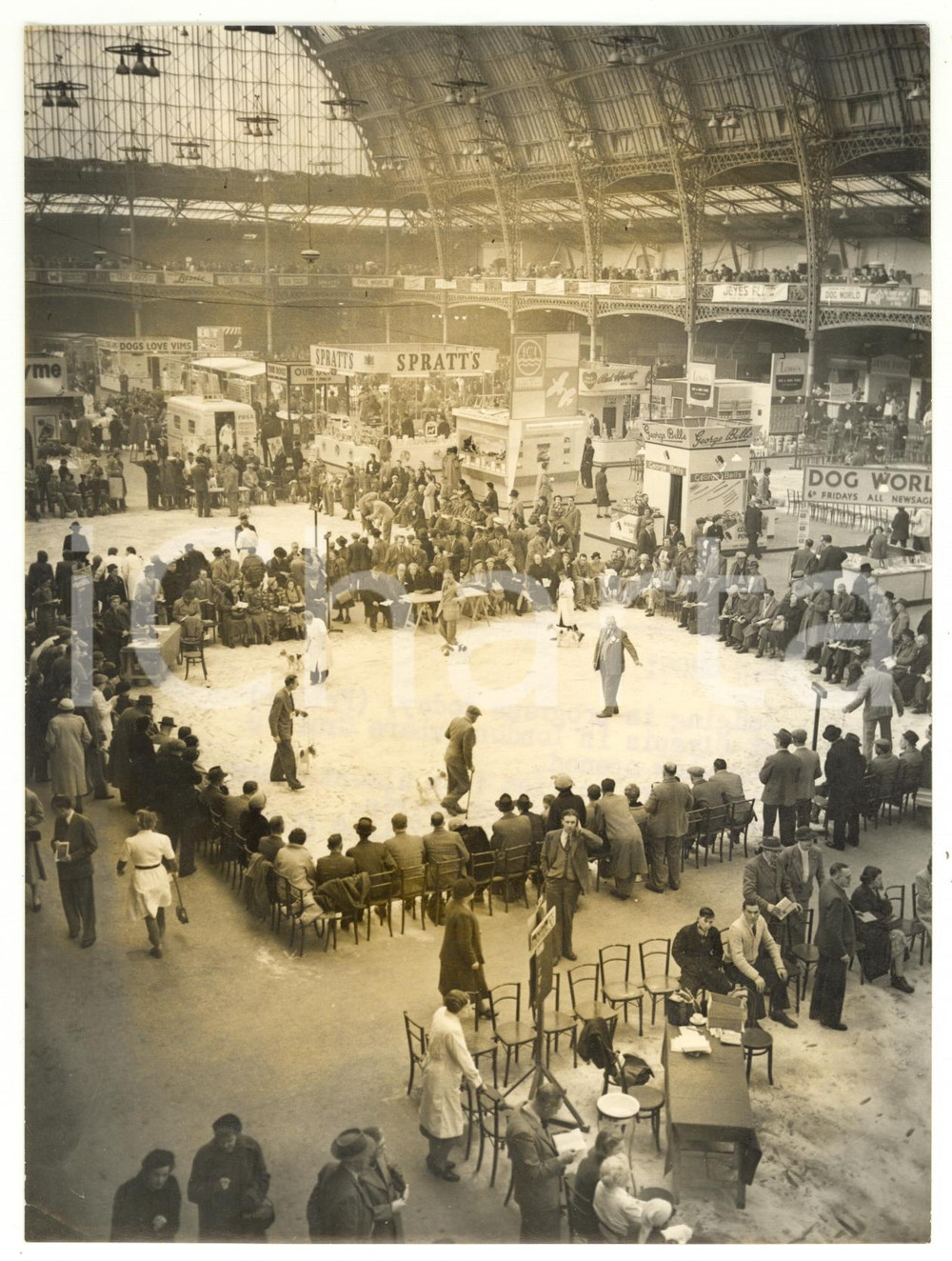 1955 CRUFTS DOG SHOW Schnauzer during the competition - SPRATT'S advertising