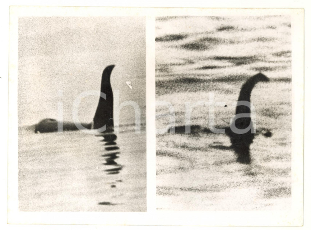 1956 DARTFORD Sighting of the Loch Ness Monster in the Thames *Photo 20x15