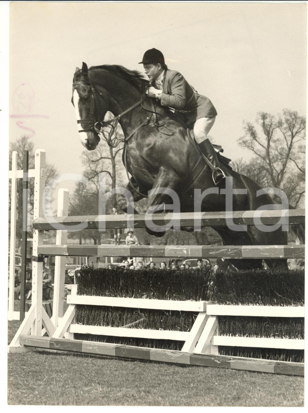 1955 BADMINTON Beaufort Hunt Show - Jump of CORNFIELD ridden by Pat SMYTHE 