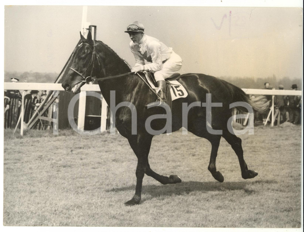 1955 SANDOWN PARK Esher Cup - TUDOR JINKS during the competition *Photo