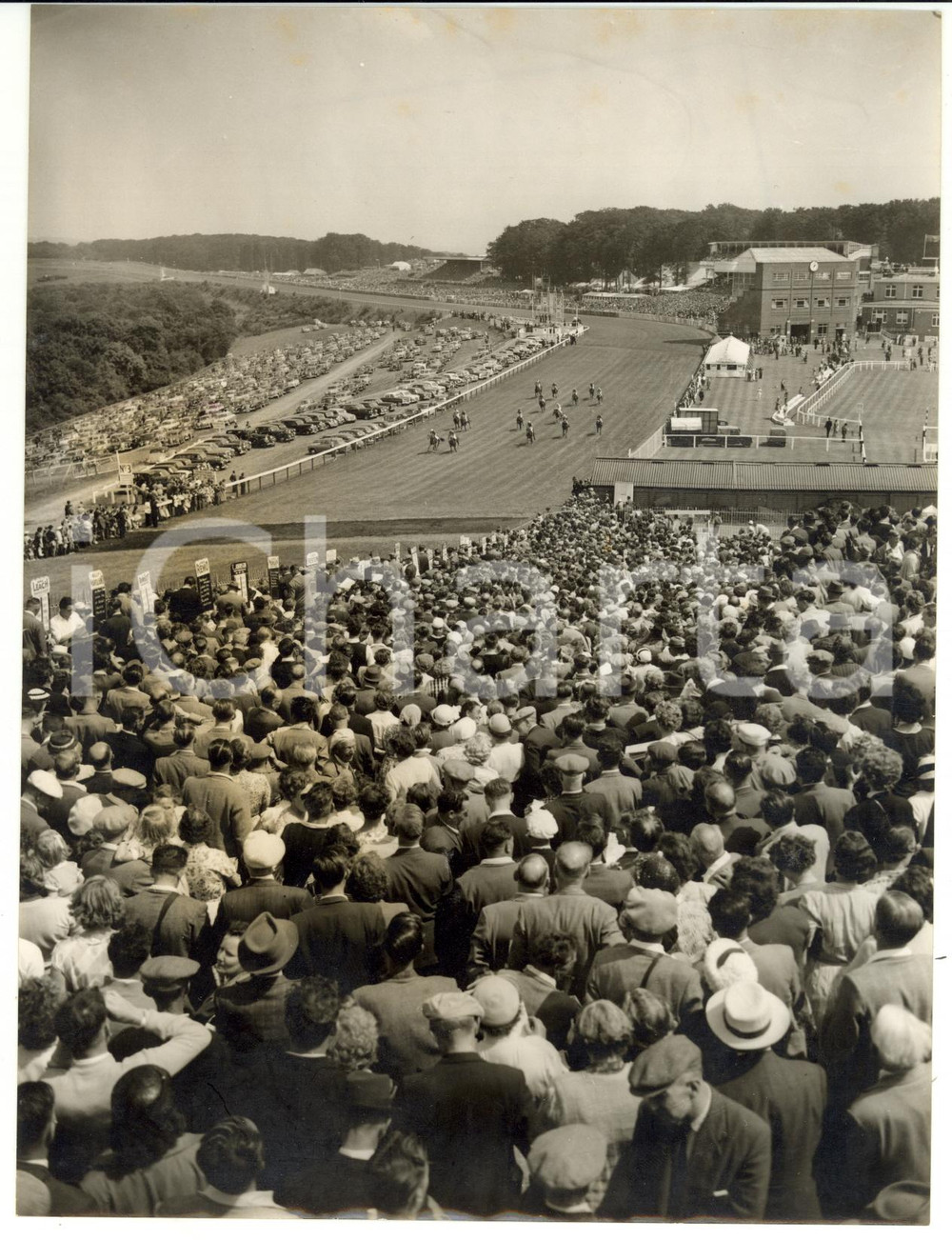 1955 NEWMARKET Craven Stakes - Runners coming up the hill after the finish PHOTO