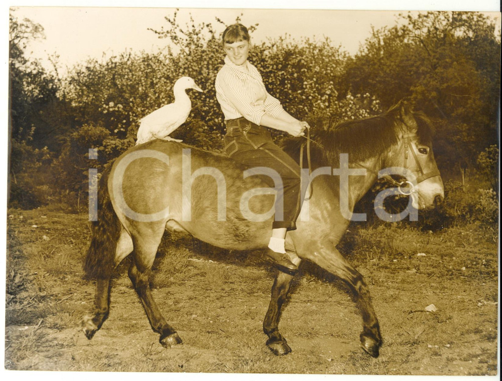 1958 SPROWSTON Avryl READ going for a ride on LADDIE and his duck *Photo 20x15