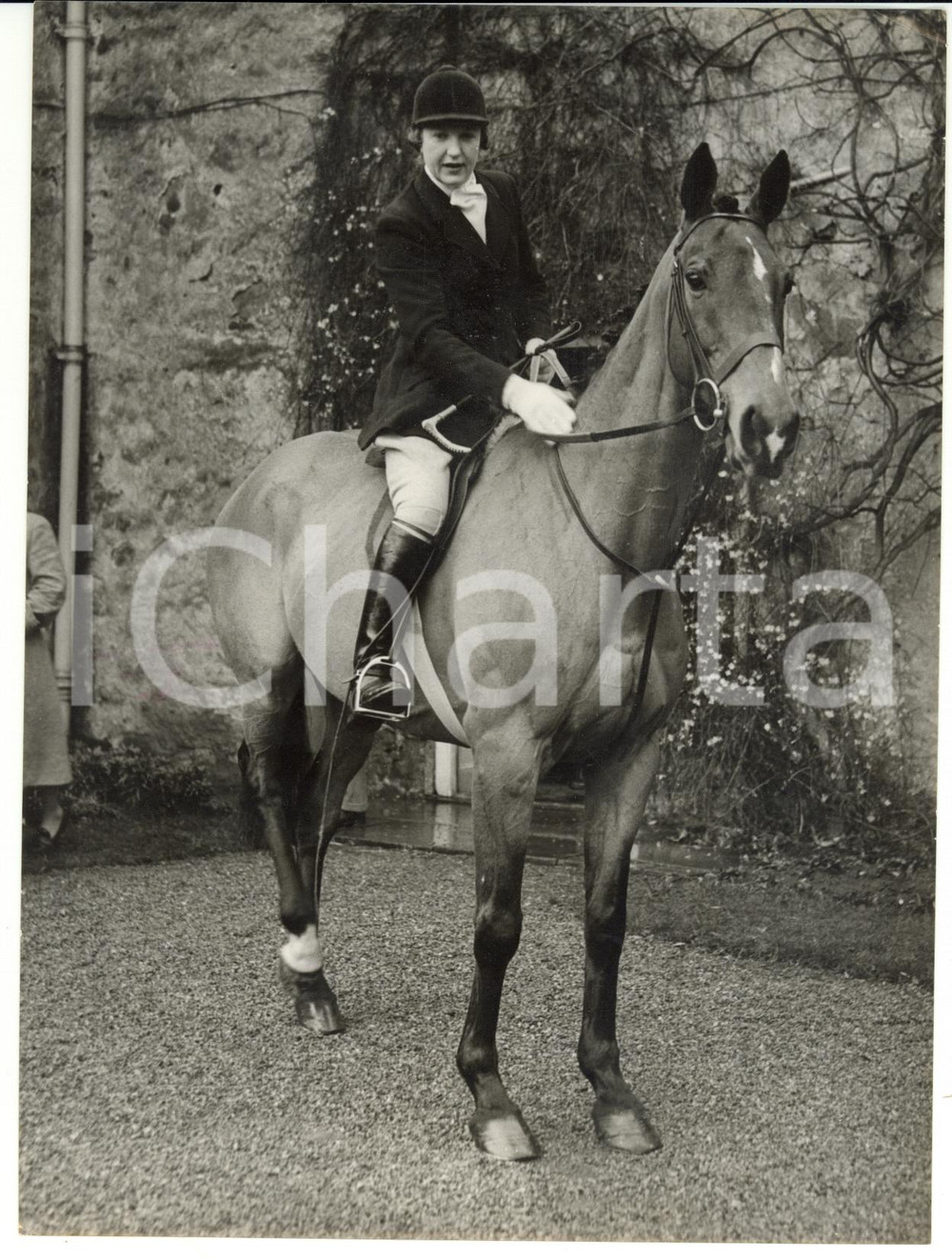 1955 BEDALE - Portrait of FREEBOOTER with Roy SMITH in the saddle *Photo 15x20