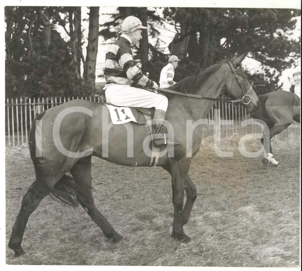 1959 HORSE RACING - NIC ATKINS Irish-trained entry for Grand National *Photo 