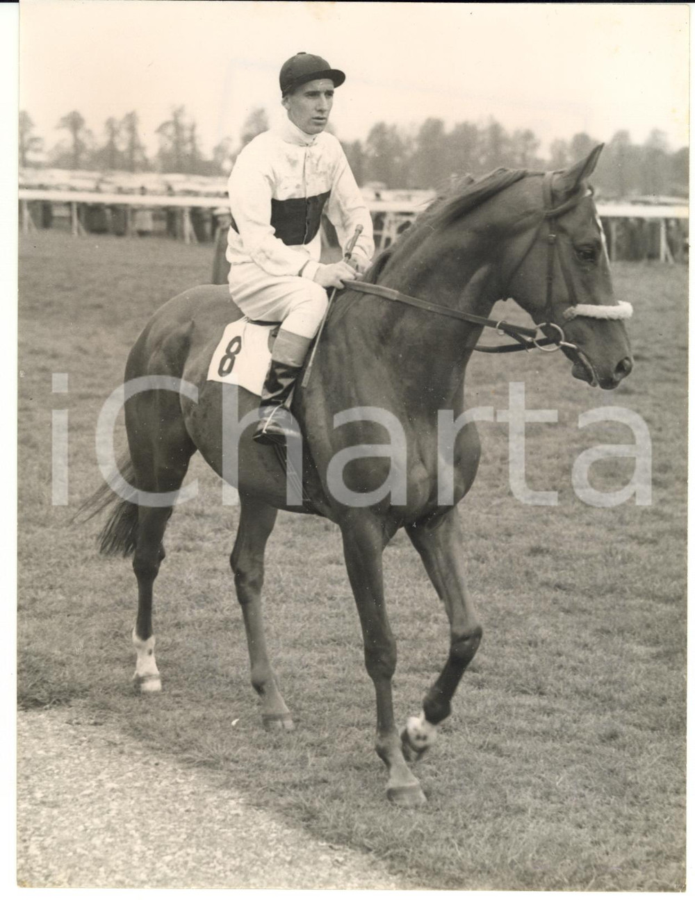 1954 HORSE RACING Ron SHEATHER on TIGER KLOOF *Photo 15x20 cm