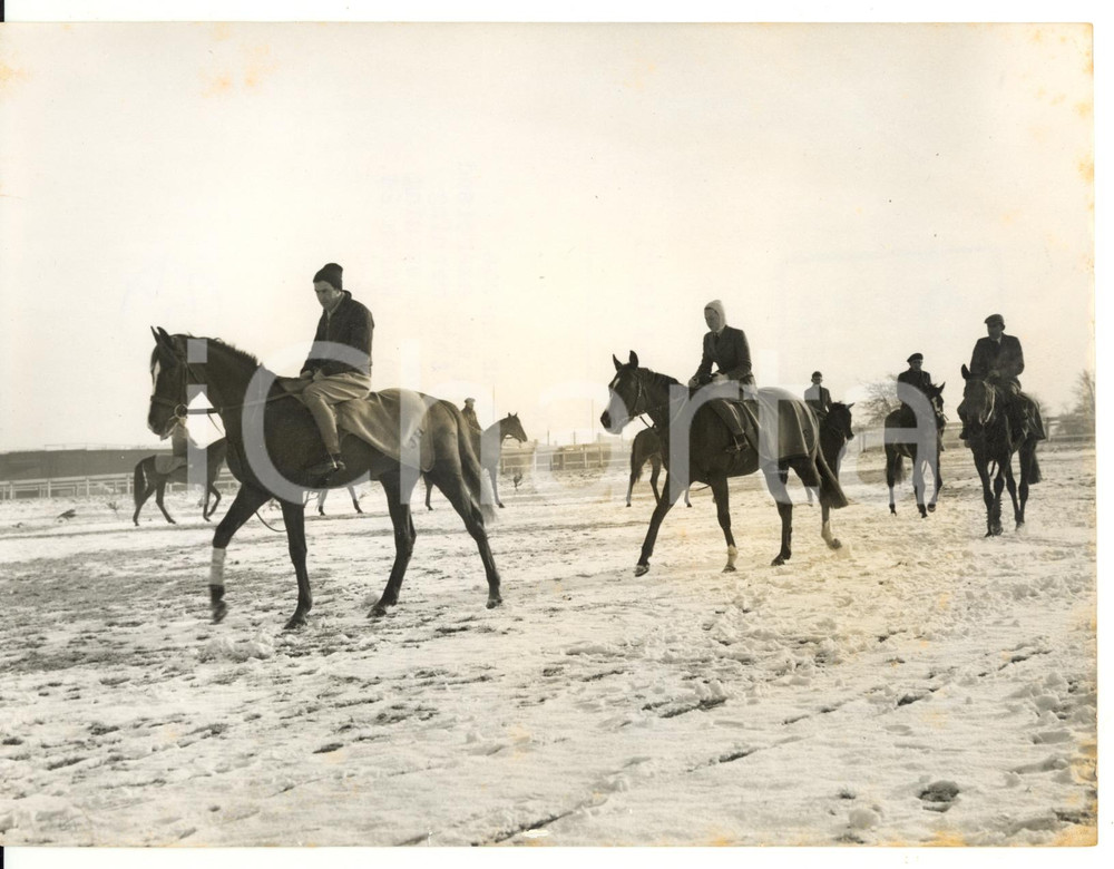 1958 EPSOM Horses from Sam HANLEY's string wolking in the snow *Photo 20x15