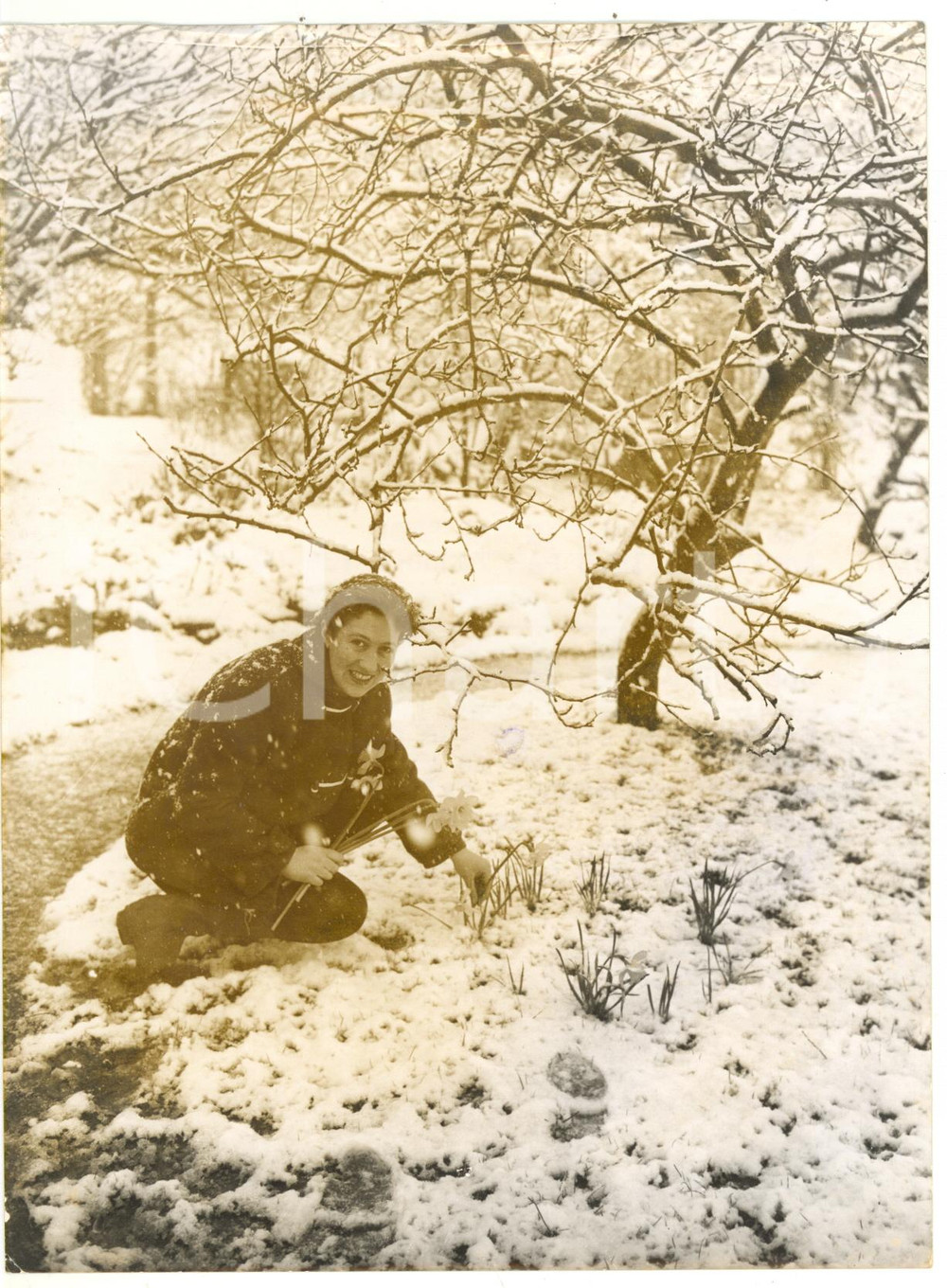 1958 LONDON - CHEAM Joy SEYMOUR gathering daffodils in her garden *Photo 15x20