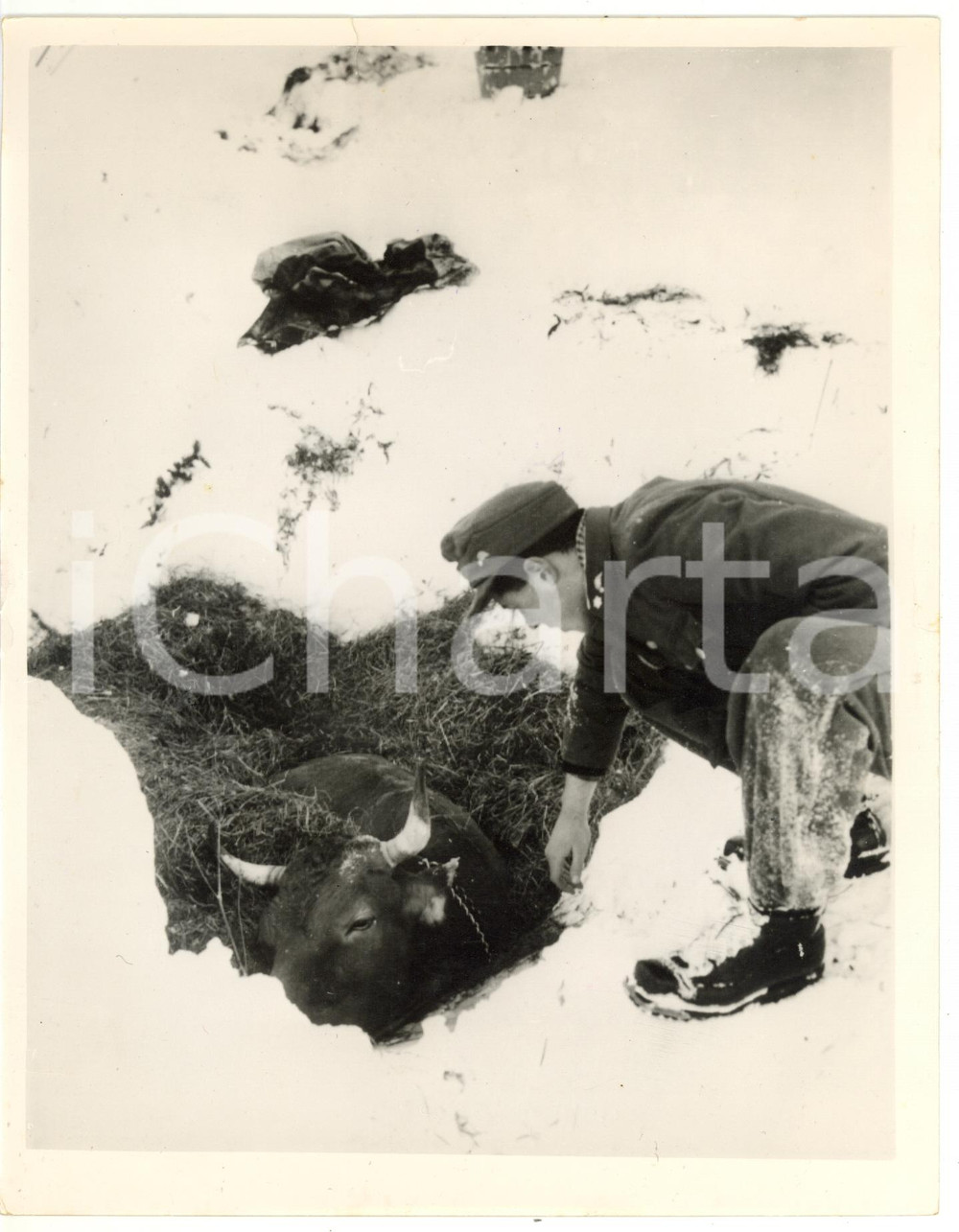 Fotografia d epoca originale 1954 BLONS AUSTRIA Cow lying in a snowburied barn Photo 18x23 1