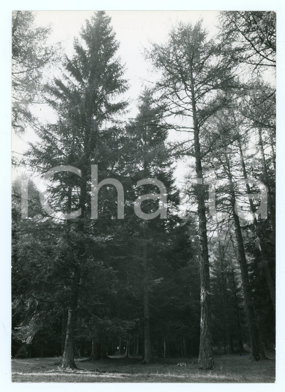 1979 TRENTO Boschi di conifere tra VARENA e il Passo di LavazÃ¨ - Foto 13x18 cm Fotografia d'epoca con didascalia manoscritta al verso.   FAIR/discreto Lievi smussature agli angoli FORMATO: 18x13 cm originale e autentica 1