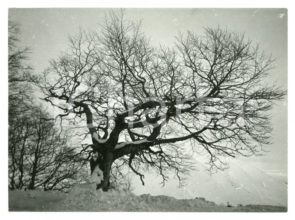 1977 RIETI Massiccio del Terminillo - Albero innevato - Foto 18x13 cm Fotografia d'epoca con didascalia manoscritta al verso.  FAIR/discreto Lievi smussature agli angoli, lievi difetti di stampa Formato: 18x13 cm originale e autentica 1