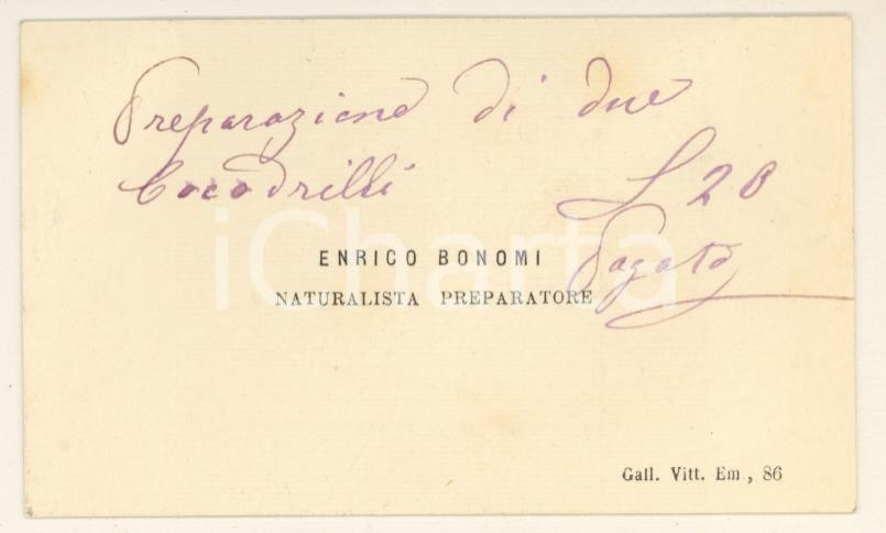 Oggetto da collezione cartaceo 1900 ca MILANO Enrico BONOMI Naturalista preparatore  Biglietto 1