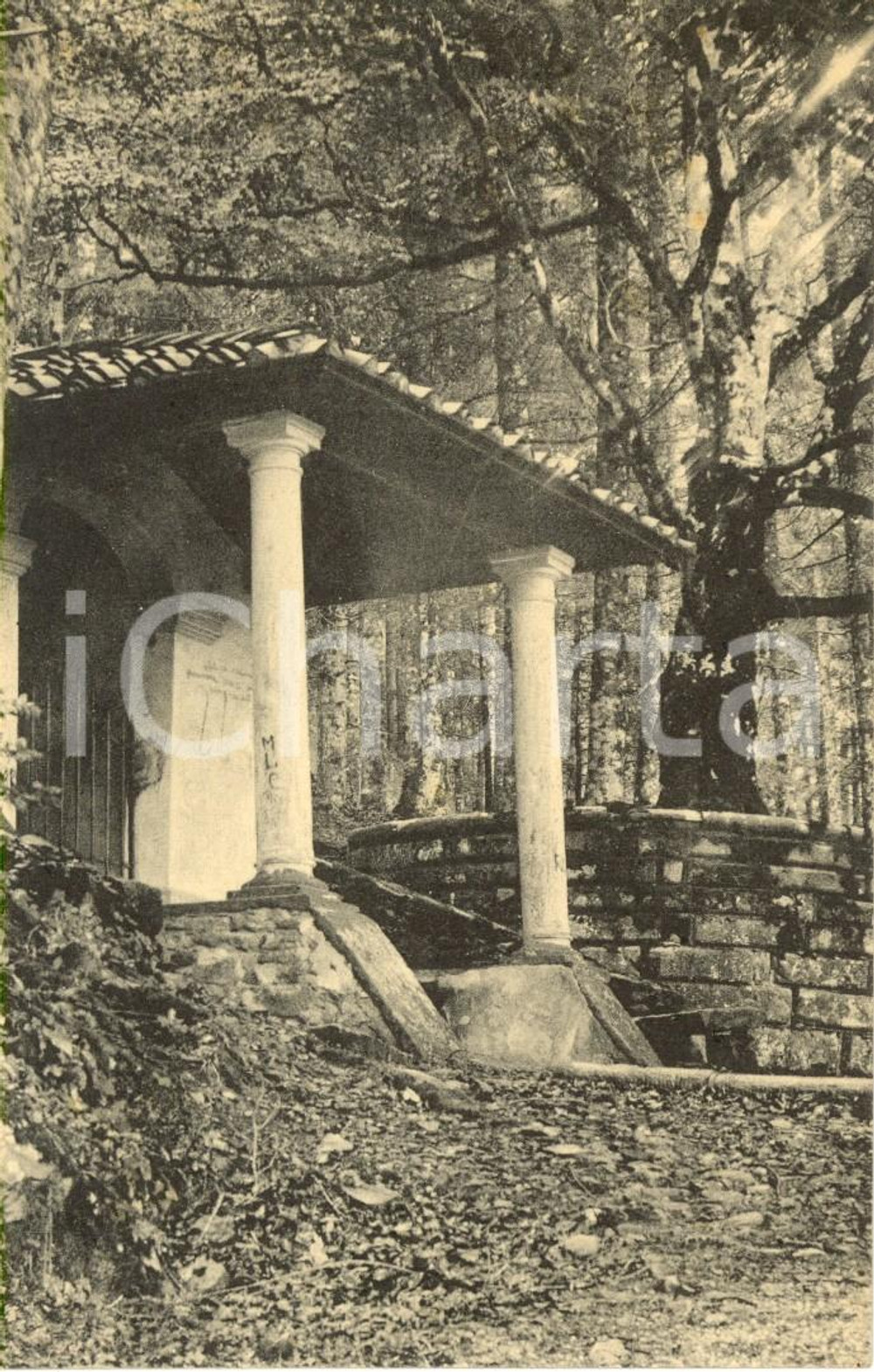 Cartolina originale da collezione 1922 VALLOMBROSA (FI) Il faggio santo di San GIOVANNI GUALBERTO *Cartolina FP VG 1