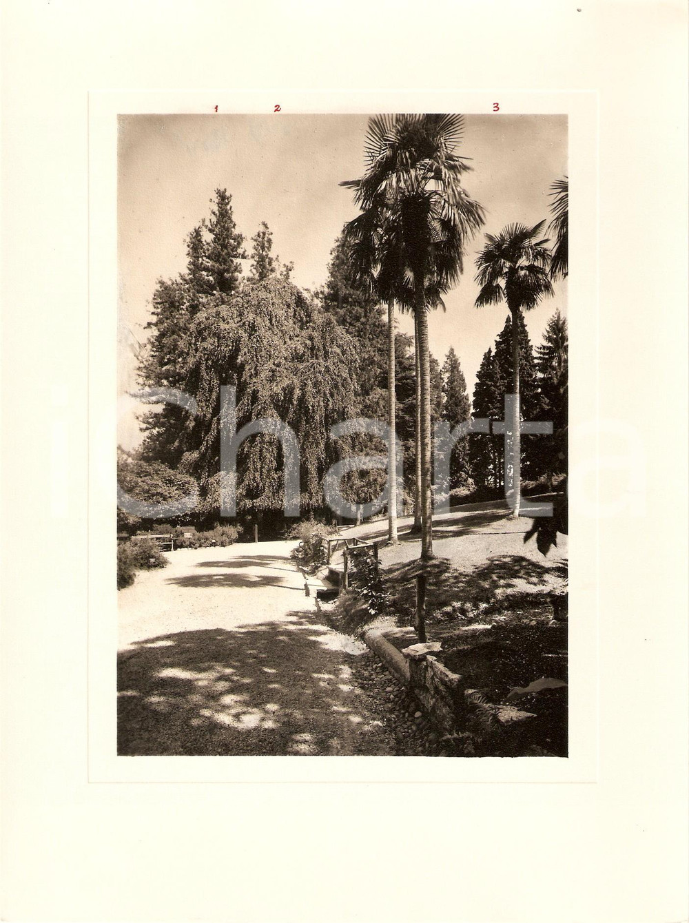 Fotografia d epoca originale 1940 VERBANIA INTRA Villa TARANTO Giardino botanico Viale palme Foto AUTENTICA 1