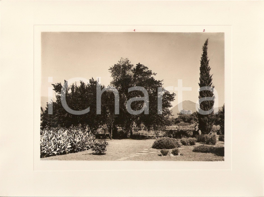 Fotografia d epoca originale 1940 INTRA Villa TARANTO Giardino botanico Prunus Cesarifera Foto AUTENTICA 1