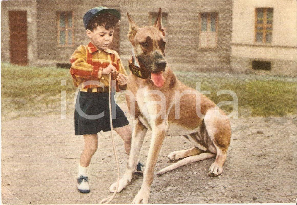 Cartolina originale da collezione 1957 CINEMA Silvano ORLANDO con alano nel film LAUTA MANCIA Cartolina FG VG 1