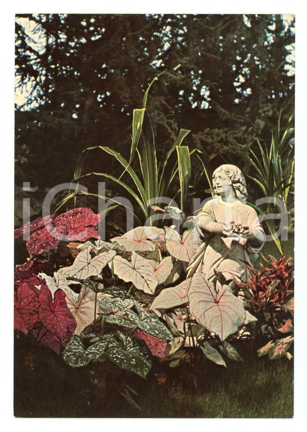 Materiale pubblicitario d’epoca 1976 GENOVA Fiera 3Â° EUROFLORA - Aiuola di fiori *Cartolina VINTAGE FG NV 1