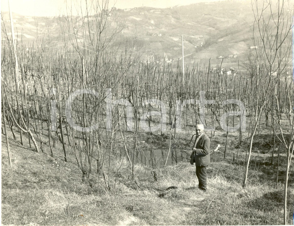 Fotografia d epoca originale 1962 LIRIO MONTALTO PAVESE Veduta di un vigneto dell OLTREPO  PAVESE Foto 1