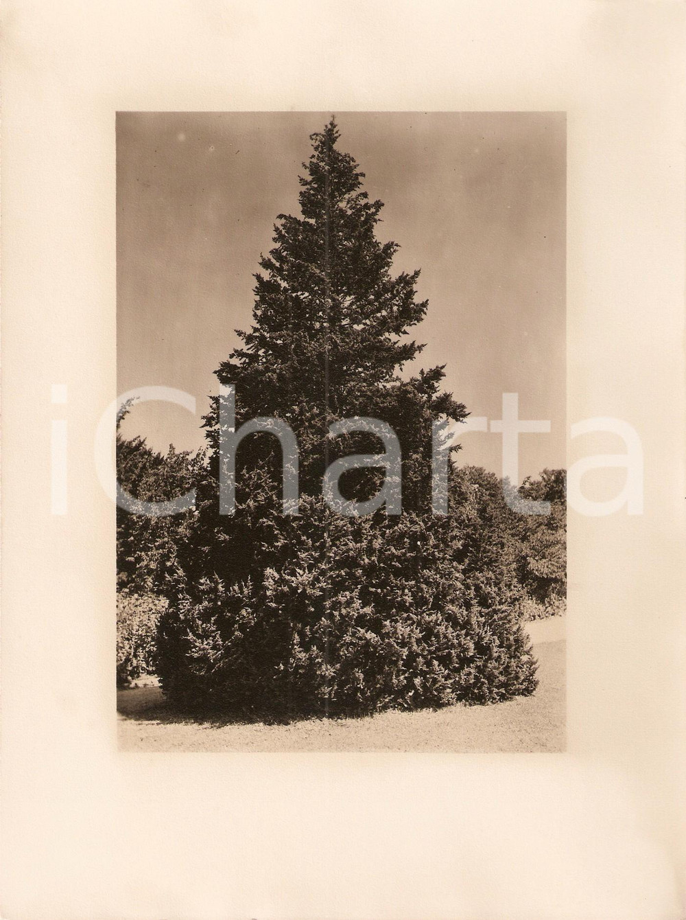 Fotografia d epoca originale 1940 ca VERBANIA INTRA Villa TARANTO Giardino botanico Cipresso Foto 1 1