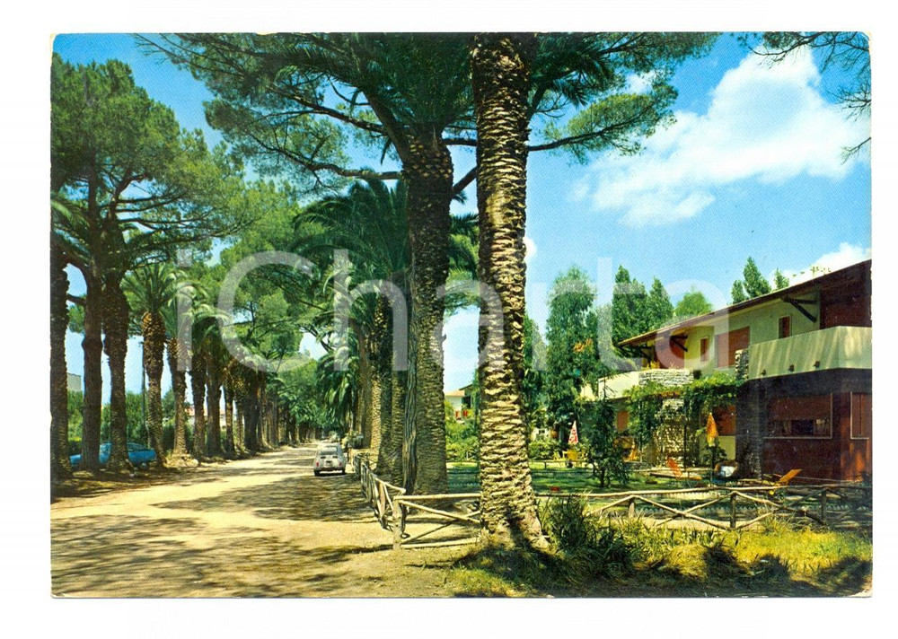 Cartolina originale da collezione 1979 CASTAGNETO CARDUCCI (LI) Viale delle Palme a DONORATICO *Cartolina FG VG 1