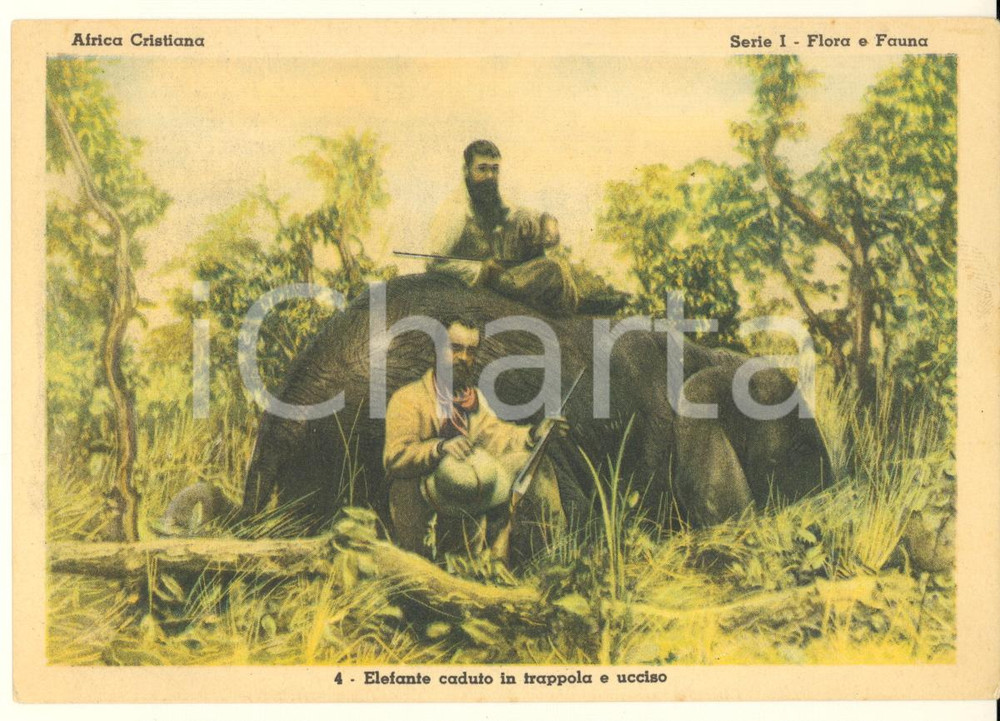 Cartolina originale da collezione 1950 AFRICA CRISTIANA Istituto Missioni Africane Elefante ucciso ILLUSTRATA FG 1