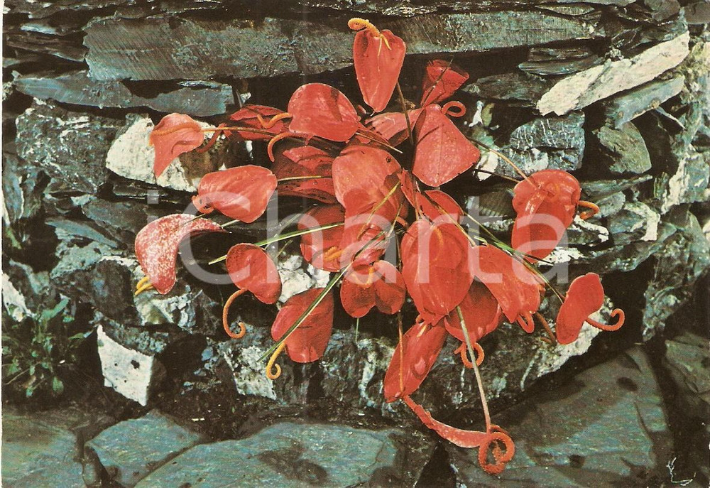 Cartolina originale da collezione 1976 GENOVA Fiera EUROFLORA Allestimento floreale Aiuola Cartolina FG NV 1