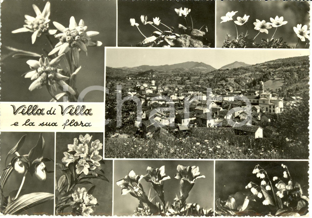 Cartolina originale da collezione 1963 VILLA DI VILLA BL Vedutine con flora e panorama  Cartolina FG VG 1
