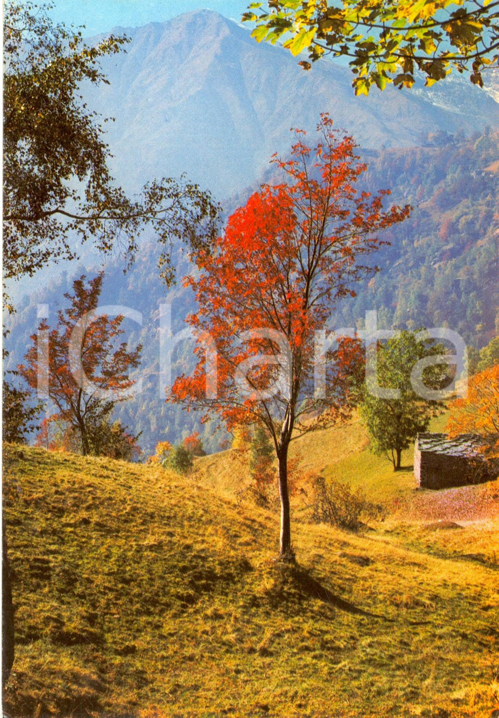 Cartolina originale da collezione 1970 ca ANGROGNA TO Veduta della localitÃ  VACCERA Cartolina FG NV VINTAGE 1