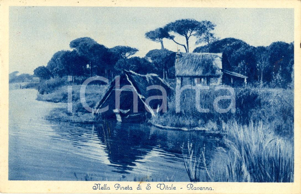 Cartolina originale da collezione 1933 RAVENNA Riserva naturale Pineta di SAN VITALE *Cartolina FP VG 1