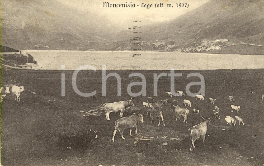 Cartolina originale da collezione 1921 MONCENISIO (TO) Mucche al pascolo sulle sponde del lago *Cartolina FP VG 1