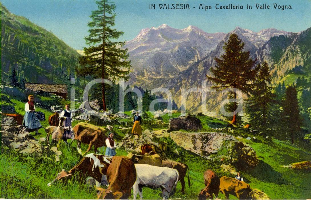 Cartolina originale da collezione 1920 ca VAL VOGNA (VC) Mucche al pascolo all'Alpe CAVALLERIO *Animata FP NV 1