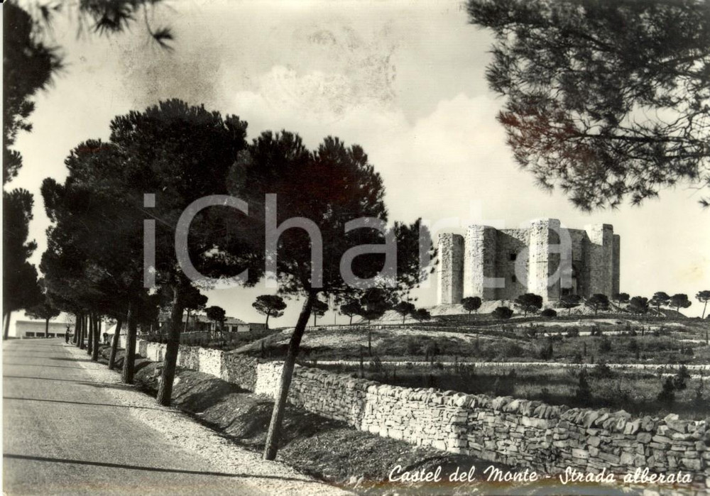 Cartolina originale da collezione 1958 ANDRIA BT Strada alberata nei pressi di CASTEL DEL MONTE Cartolina VG 1