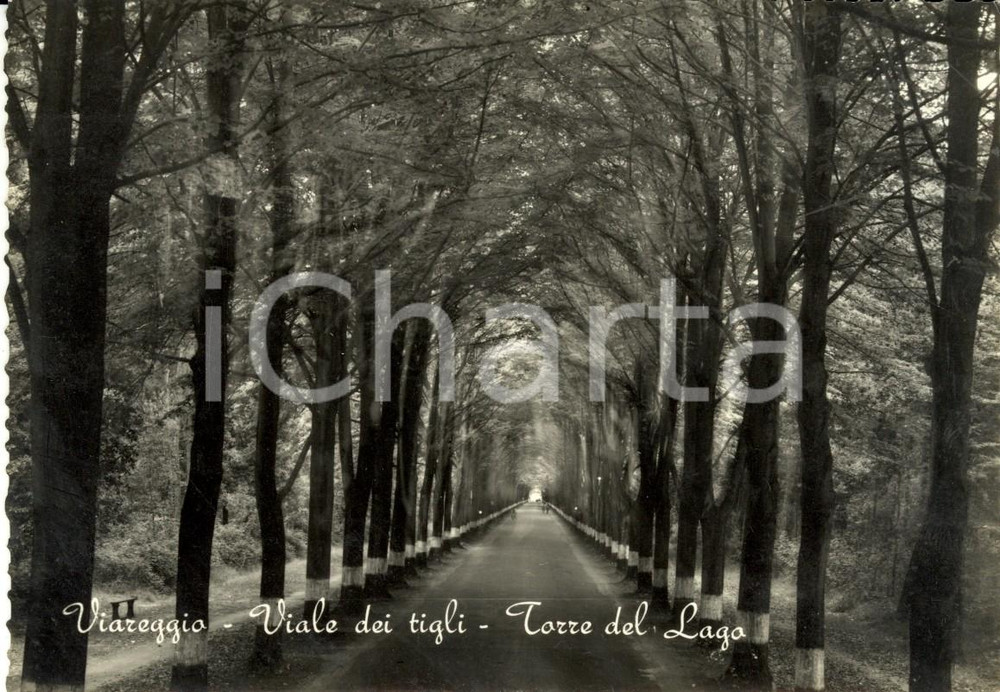 Cartolina originale da collezione 1950 ca VIAREGGIO Viale dei tigli a TORRE DEL LAGO PUCCINI *Cartolina FG NV 1
