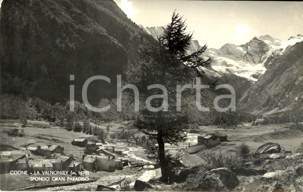 Cartolina originale da collezione 1959 COGNE (AO) Veduta VALNONTEY con sfondo GRAN PARADISO *Cartolina FP VG 1