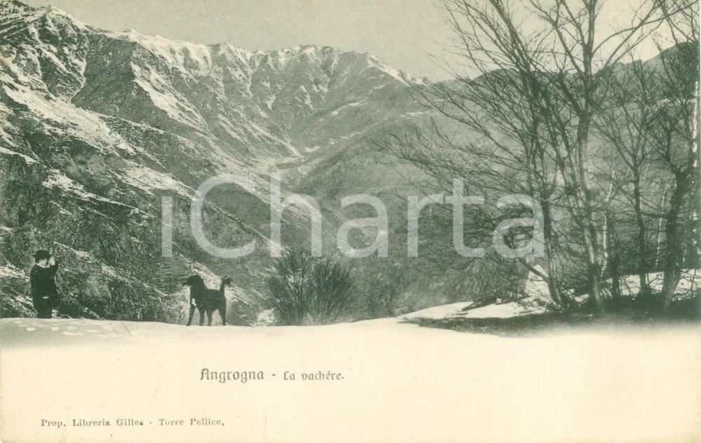 Cartolina originale da collezione 1930 ca ANGROGNA TO Uomo con cane al pascolo delle vacche Cartolina FP NV 1