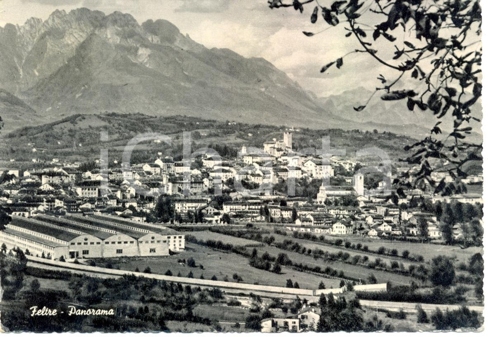Cartolina originale da collezione 1951 FELTRE (BL) Il Panorama e le Valli FELTRINE *Cartolina FG VG 1