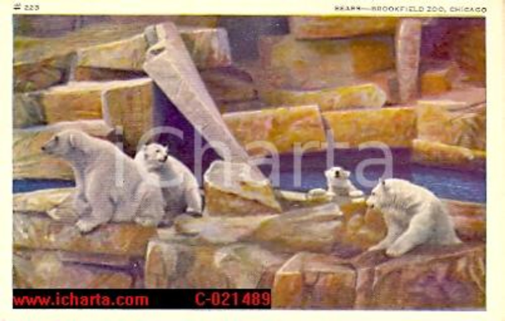 Cartolina originale da collezione 1950 ca CHICAGO (USA) Gli orsi del BROOKFIELD ZOO Ill. 1